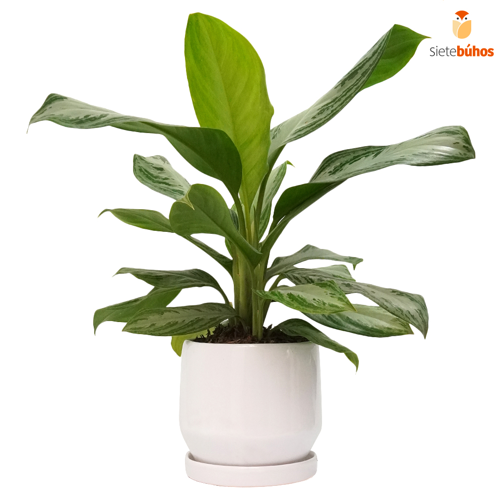 Aglonema 01 - Imagen 2