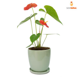 Anturio rojo mediano en loza