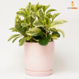 Peperomia delgada en loza rosada