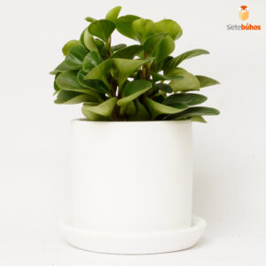 Peperomia obtusifolia en arcilla blanca