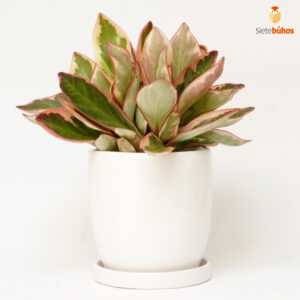 Peperomia tricolor en loza blanca