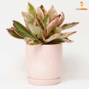 Peperomia tricolor en loza rosada