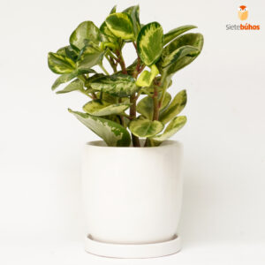 Peperomia variegata en loza blanca