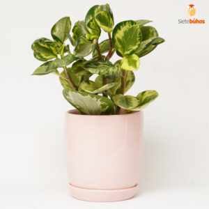 Peperomia variegata en loza rosada