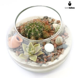 Terrario abierto circular 15 cm #6