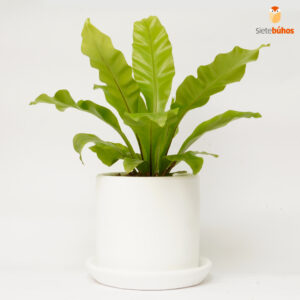 Helecho asplenium o nido de ave mediano