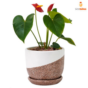 Anturio rojo mediano (anthurium) en arcilla con textura