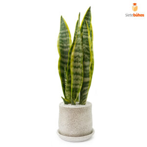 Lengua de suegra o Sansevieria 02
