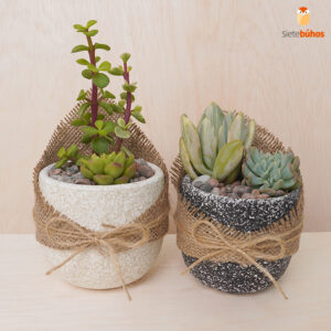 Pack maceta 10 cm 016