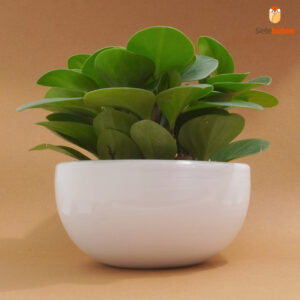 Peperomia obtusifolia verde en arcilla tazón