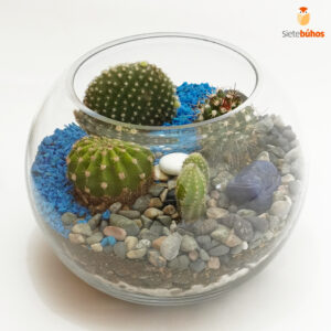 Terrario abierto circular 15 cm #3