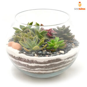 Terrario abierto circular 15 cm #5