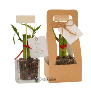 Recuerdos lucky bamboo o bambú de la suerte 2 varas