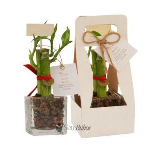 Recuerdos lucky bamboo o bambú de la suerte 3 varas
