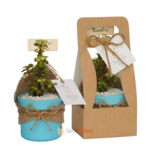 Recuerdos 7 cm con suculentas o cactus con borde arcilla azul