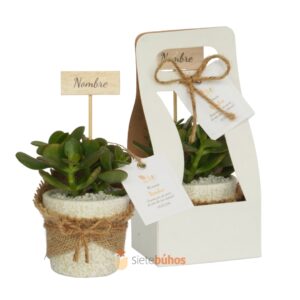Recuerdos 7 cm con suculentas o cactus con borde arcilla textura crema