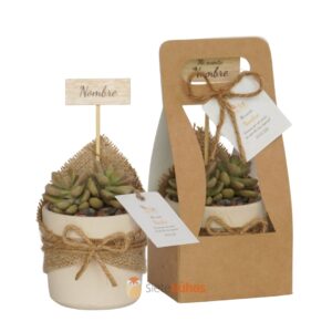 Recuerdos 7 cm con suculentas o cactus con borde arcilla crema