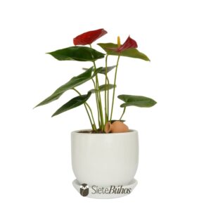 Anturio rojo mediano (anthurium)