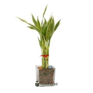 Bambú de la suerte o Lucky Bamboo (vidrio 10cm y 5 varas 15-20cm) #2