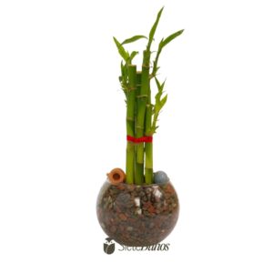 Bambú de la suerte o Lucky Bamboo (vidrio 12x9cm y 5 varas 15-20cm) #1