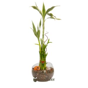Bambú de la suerte o Lucky Bamboo (vidrio 20x11cm y 10 varas 15-20cm) #3