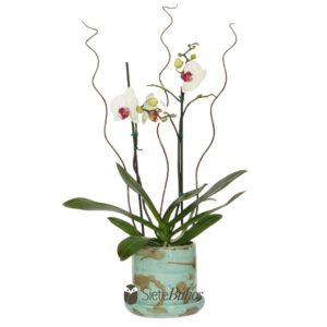 Orquídea blanca 2 varas en Artelozza #4