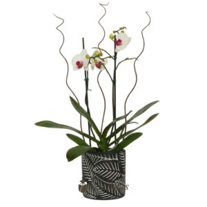 Orquídea blanca 2 varas en arcilla grabada