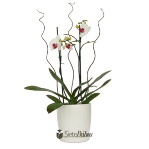 Orquídea blanca 2 varas en loza blanca