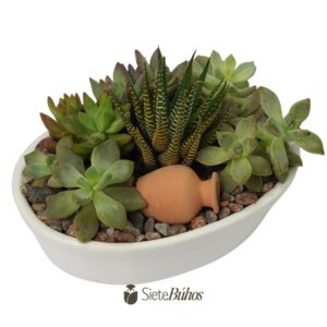Maceta de loza ovalada con suculentas 18x12
