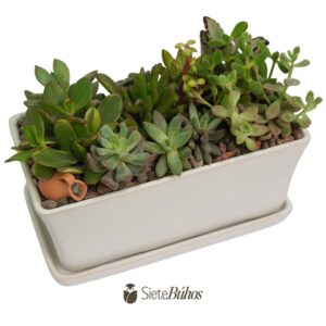 Maceta de loza rectangular con suculentas 1x1