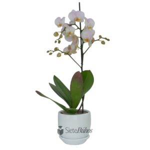Orquídea blanca grande 1 vara #6