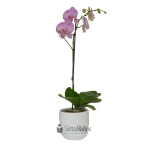 Orquídea lila rayas blancas grande 1 vara #5