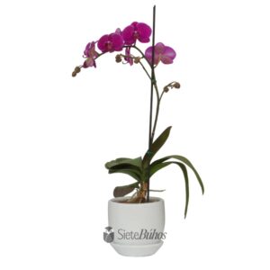 Orquídea lila grande 1 vara #2