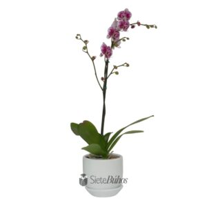 Orquídea lila grande 1 vara #4