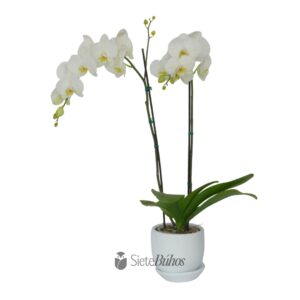 Orquídea blanca grande 2 varas #3