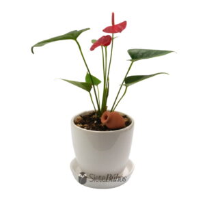 Anturio rojo pequeño en loza