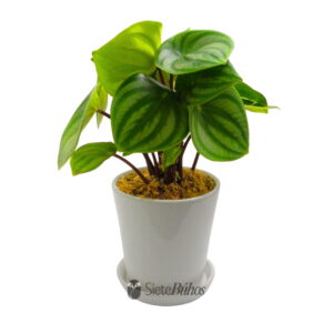 Peperomia sandía o watermellon mediana en loza