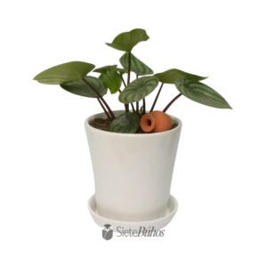Peperomia sandía o watermellon pequeña-en-loza
