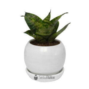 Sansevieria pequeña en arcilla