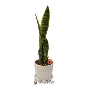 Sansevieria mediana en loza