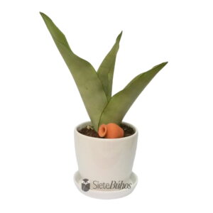 Sansevieria plateada pequeña en loza